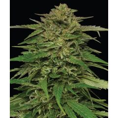 Mango Sherbert Auto, Фасовка: 3
